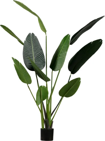 Strelitzia, Tekokasvi, vihreä, H164x96x63 cm